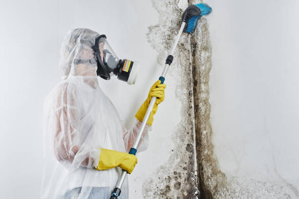 Professional Mold Removal in Stevenson, AL