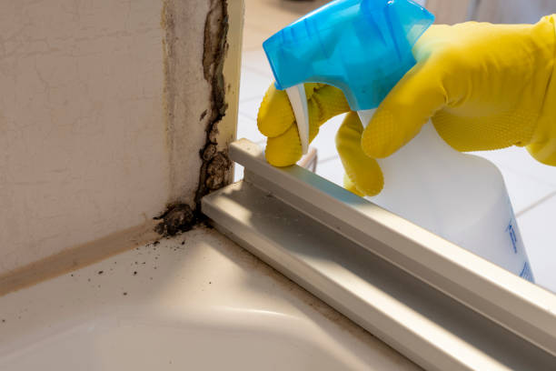 Best Residential Mold Removal  in Stevenson, AL