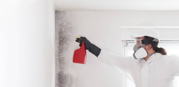 Best Mold Testing  in Stevenson, AL