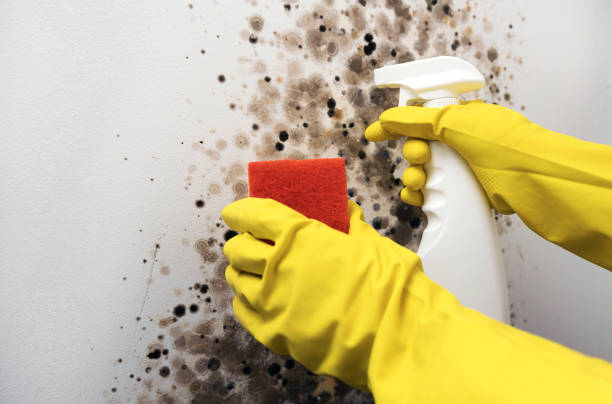 Best Local Mold Removal Service  in Stevenson, AL